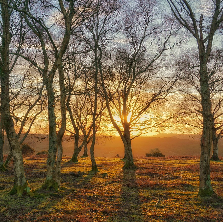 Sunrise through the trees at Godshill in the New Forest National Park